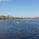 Swans On The Lake With Clear Blue Sky - VideoHive Item for Sale