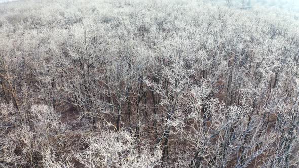 Frozen tops of trees. Forest in winter. Scenic view of white trees without leaves.