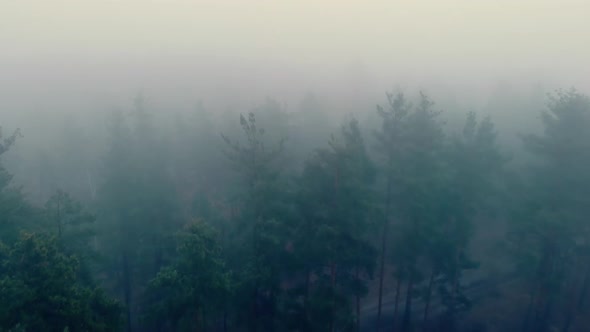 Forest Fog Scary Mystical Dark Foggy Walk Drone