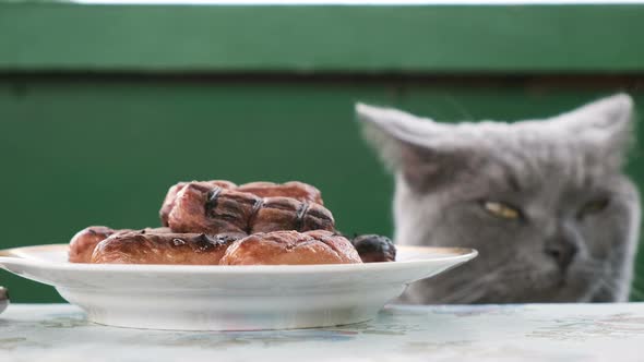 British Cat Looks at a Plate of Fried Sausages on the Table, Wants To Steal.