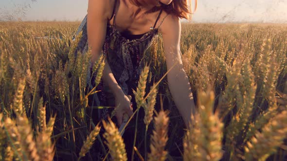 A Woman Who at Sunset Mows the Ripe Ears of Wheat with a Sickle. The Girl Cuts the Golden Ears of