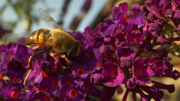 Bumblebee on Top of Purple Flower Garden in Backyard