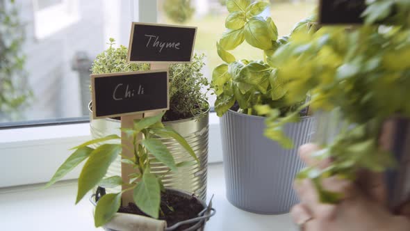 Pots Of Fresh Herbs With Identifying Signs