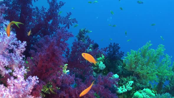 Colorful Soft corals and reef fishes on tropical coral reef