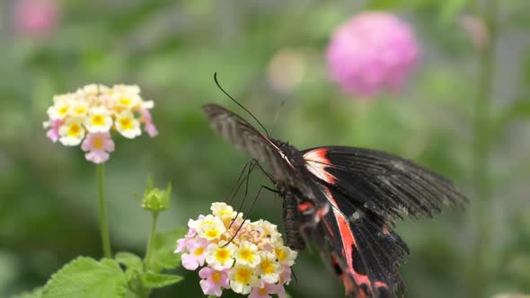 Macro shot of female Scarlet Mormon Butterfly with red and black wings drinking nectar with legs sit