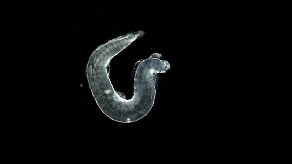 the Typhloscolex Sp. Worm Under a Microscope, Class Polychaeta, Type Annelida, Has Comb-shaped