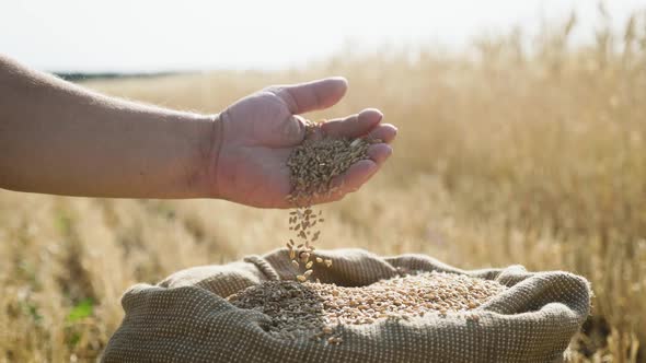 Hands of Adult Farmer Touching and Sifting Wheat Grains in a Sack. Wheat Grain in a Hand After Good