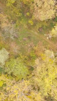 Vertical Video Forest with Trees in the Fall