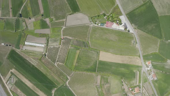 Green Vineyards Aerial View