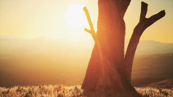 Old Tree Stump Trunk on the Hill at Sunset