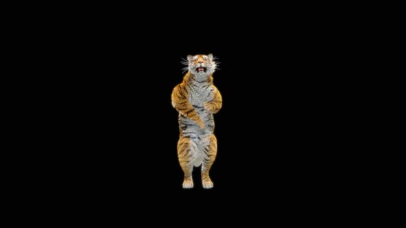 64 Tiger Dancing HD