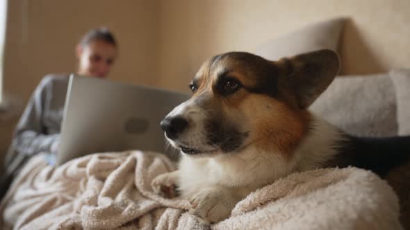 Welsh Corgi Pembroke Lying on Sofa in Living Room