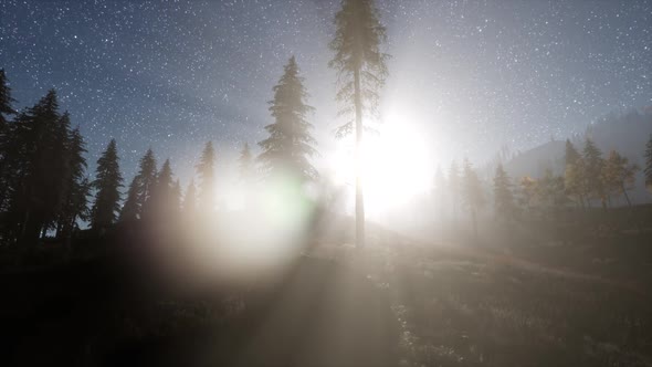 Milky Way Stars with Moonlight Above Pine Trees Forest