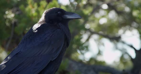 Birds 10 - Large Black Bird