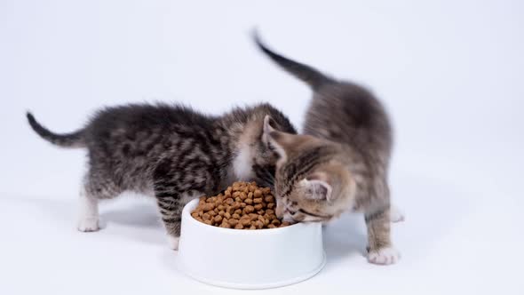 Two Little Striped Kittens Run Up to Big Bowl with Food and Start Eating Dry Cat Food for Small