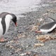 Couple Penguins - VideoHive Item for Sale