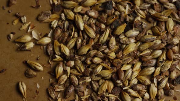 Rotating shot of barley and other beer brewing ingredients - BEER BREWING