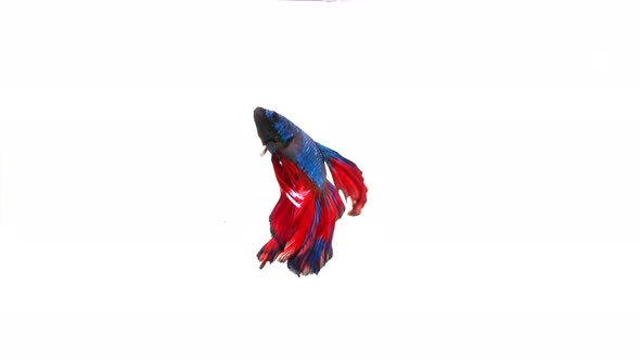 Siamese fighting fish (Betta splendens) alt
