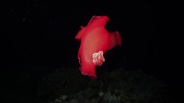 Spanish Dancer nudibranch dancing over coral reef at night in the Red Sea
