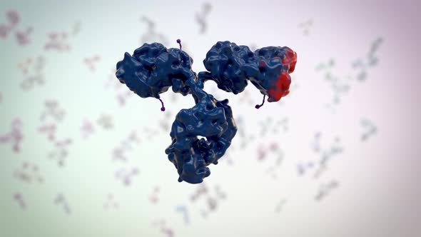 medically accurate 3d animation of an antibody