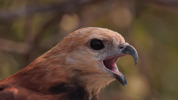 Face closeup of Busarellus nigricollis, gaviao-belo, black collared hawk in South America