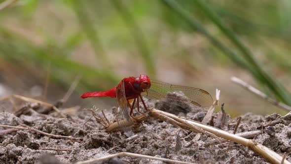 Red Dragonfly Macro. Dragonfly Sitting on the Sand at a Branch of the River.