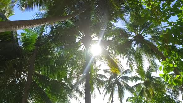 Details of palm fronds and palm trees on a tropical island.