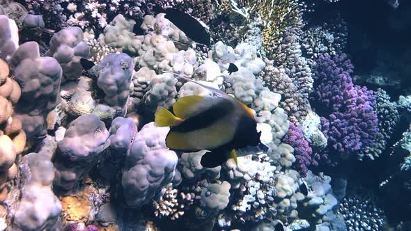 Coral Reef in the Red Sea Underwater Colorful Tropical