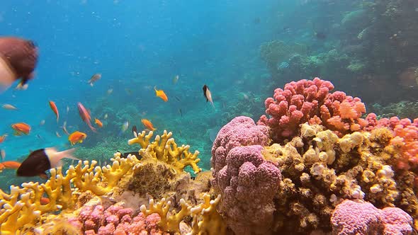 Wonderful Underwater World with Corals Reef Tropical Fish