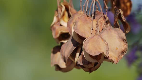 Natural landscape, extreme close up shot of a branch of jacaranda mimosifolia seed pods hanging agai