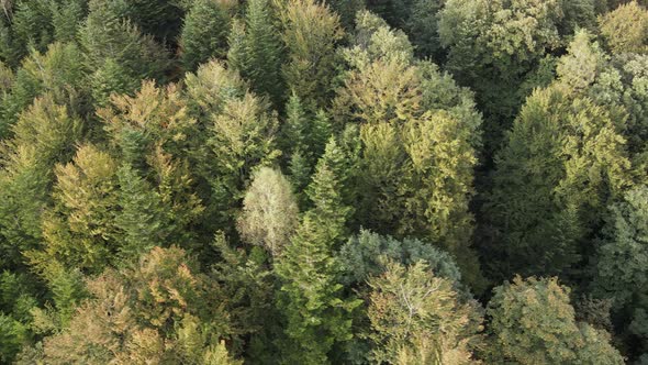 Trees in the Mountains Slow Motion. Aerial View of the Carpathian Mountains in Autumn, Ukraine