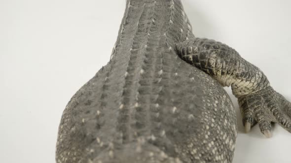 View of animal alligator on white.