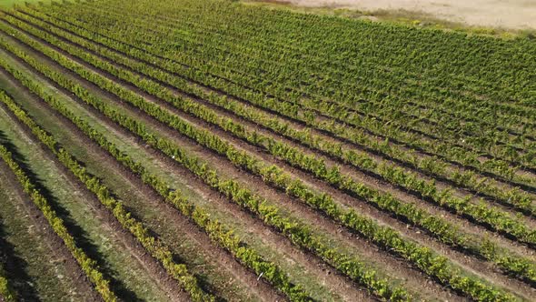 Close up aerial of the patterns in the vineyard