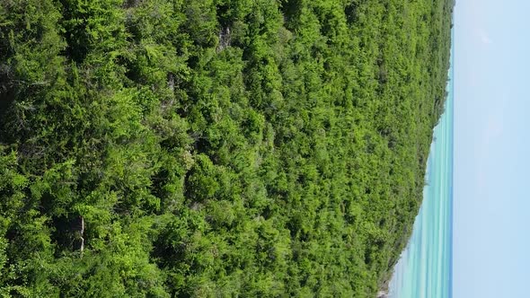 Zanzibar Tanzania  Ocean Shore Covered with Green Thickets Vertical Video Aerial View