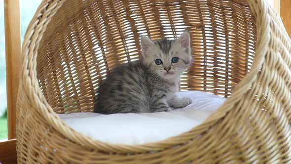 Cute British Kitten Sitting In Basket