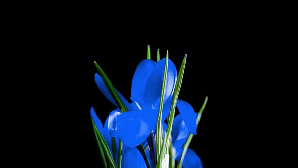 Timelapse of Blue Crocus Flower Blooming on Black Background Alpha Channel