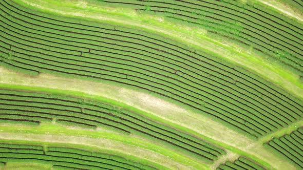 Aerial view of a tea plantion footage from a drone.