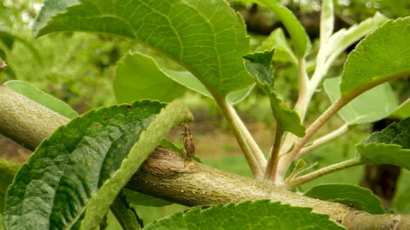 Crop Pest Control. Common Leaf Weevil Insect Pest. Crop Protection in Orchards