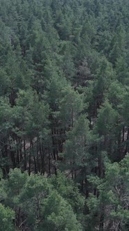 Vertical Video of Pine Forest Aerial View Slow Motion