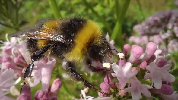 Bumblebee Collects Nectar from the Flower