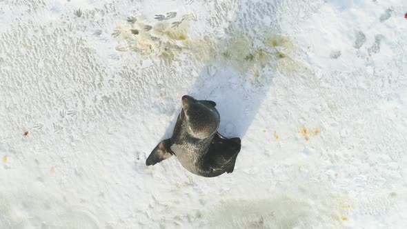 Fur Seal Rest on Snow Surface Top Down View