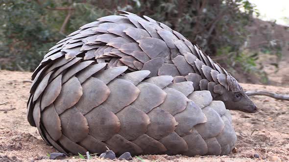 Close view of African pangolin lying on ground and looking around