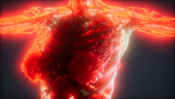 Colorful Human Body Animation Showing Bones and Organs alt
