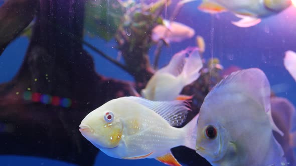 Diversity of Tropical Fishes in Exotic Decorative Aquarium. Assortment in Chatuchak Fish Market Pet