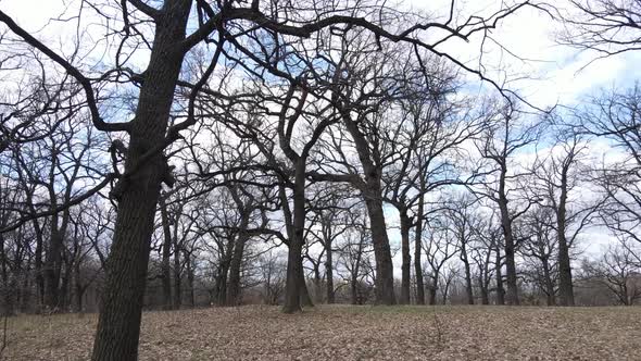 Forest with Trees Without Leaves During the Day