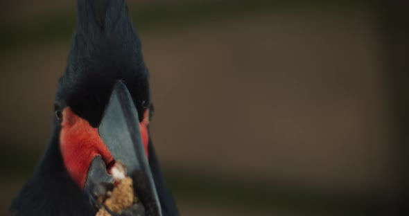 Close up of a Beautiful Black Palm Cockatoo eating peanut. BMPCC 4K