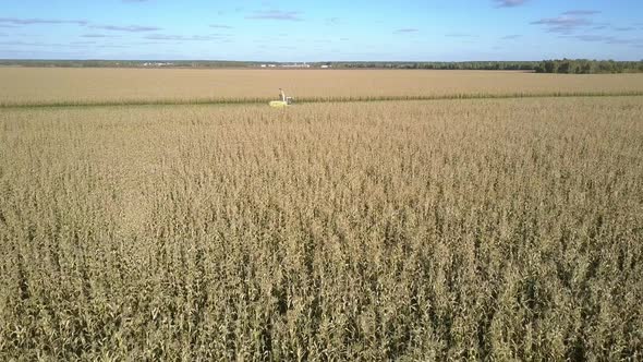 Forage Harvester with Blade Mechanism Among Corn Field