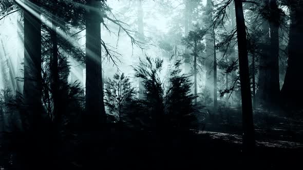 Black Tree Trunk in a Dark Pine Tree Forest