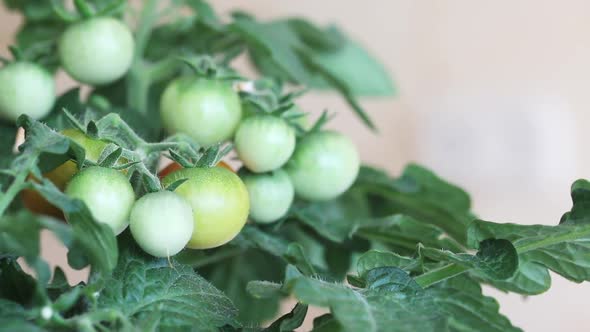 Bush Of Tomatoes In A Pot. Clusters Of Tomatoes Are Visible. Some Are Ripe, Some Are Still Green.