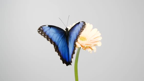 Slow motion of blue morpho butterfly